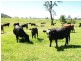 458 Bunnoo River Rd, Ellenborough NSW 2446