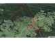 429 Gum Scrub road, Gum Scrub NSW 2441
