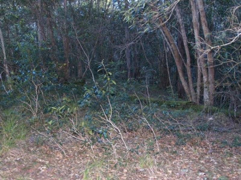 118 Coombes Road, Birdwood NSW 2446