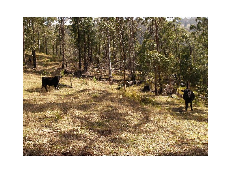 Lot 145 Costigans Road, Yarras NSW 2446
