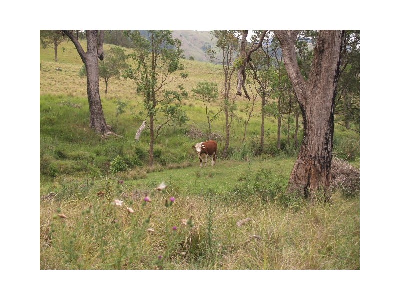 130 Old Highway, Mount Seaview NSW 2446