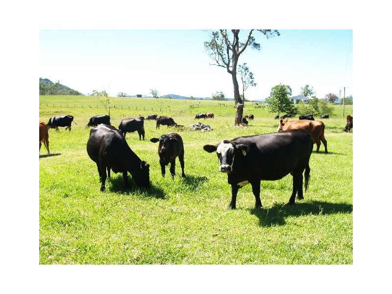 458  Bunnoo River Rd, Ellenborough NSW 2446
