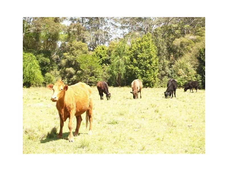 157 Gum Scrub, Gum Scrub NSW 2441