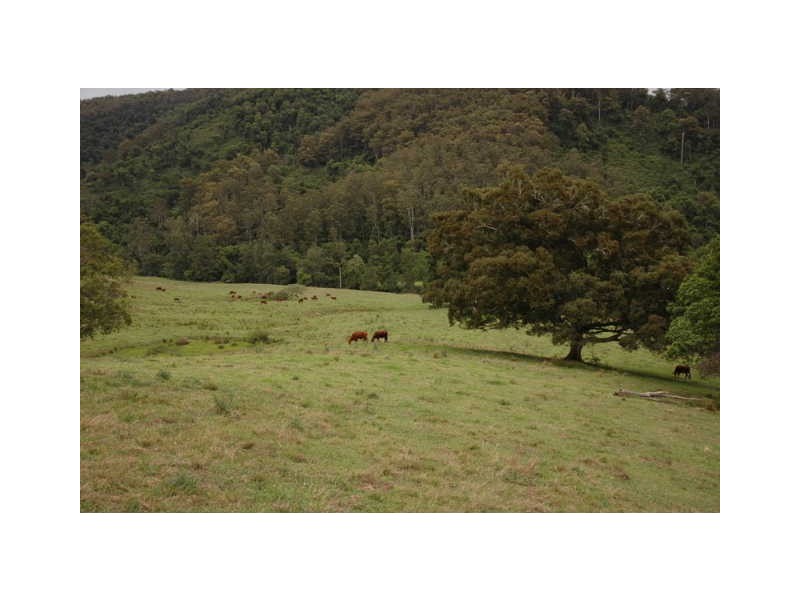 Lot Kindee Rd, Kindee NSW 2446