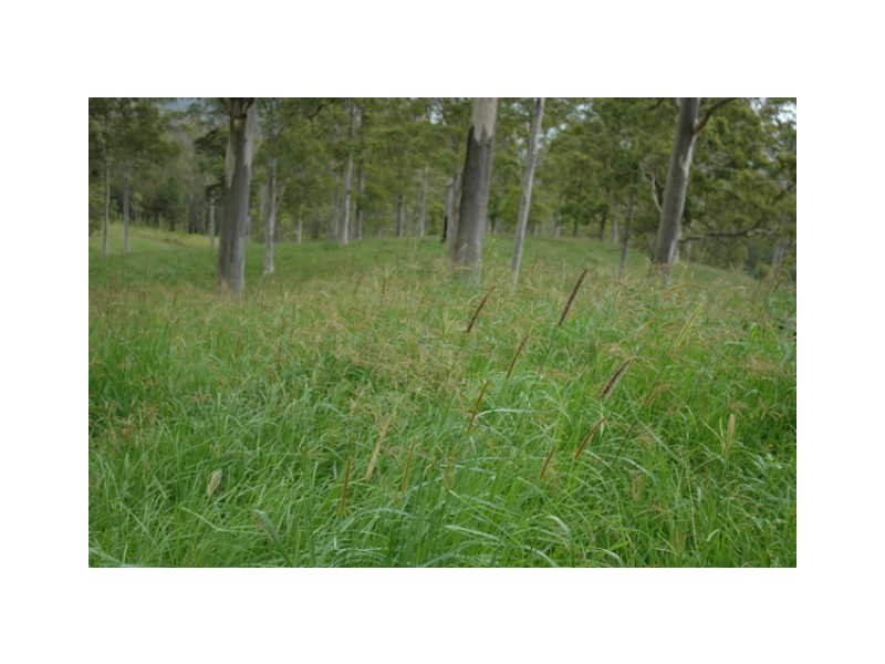 Lot Kindee Rd, Kindee NSW 2446