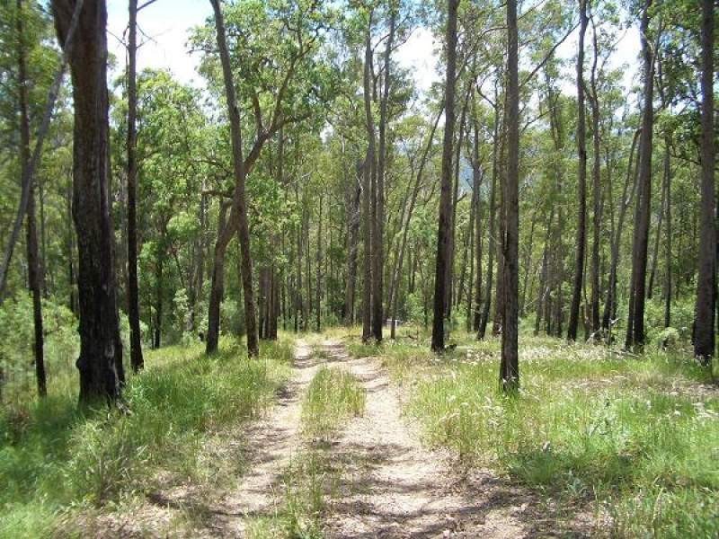 Lot 31 Cells River Road, Yarrowitch NSW 2354