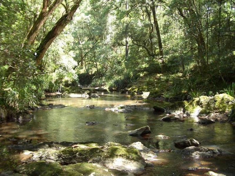 Lot 31 Cells River Road, Yarrowitch NSW 2354