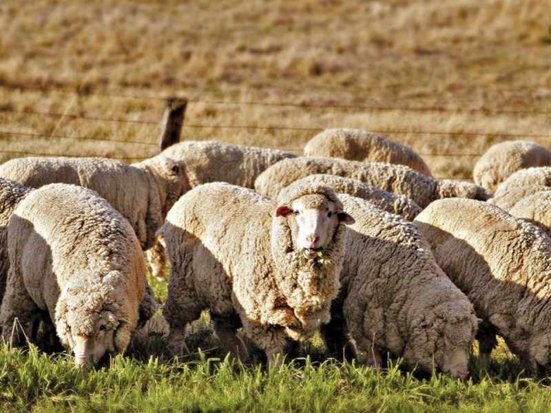 Lot 301 Tie Line Road, Broomehill WA 6318