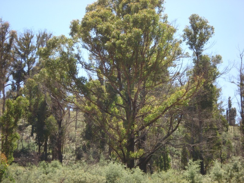 0 Bluff Road, Elderslie TAS 7030