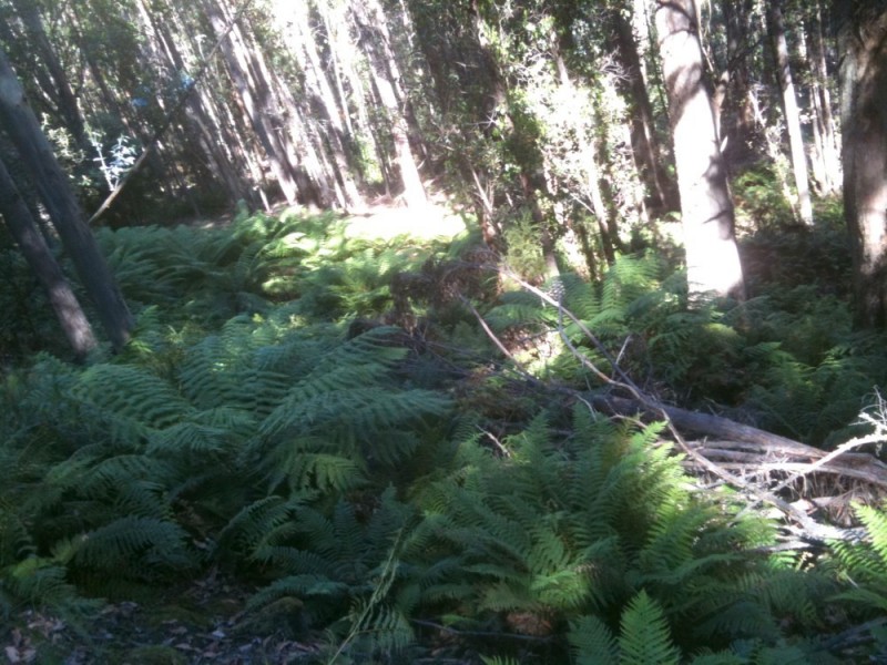 409 Jefferys Track, Lachlan TAS 7140