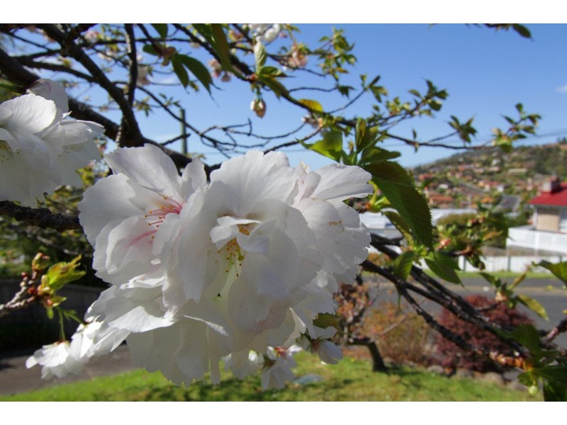 14 Tootonga Street, Chigwell TAS 7011