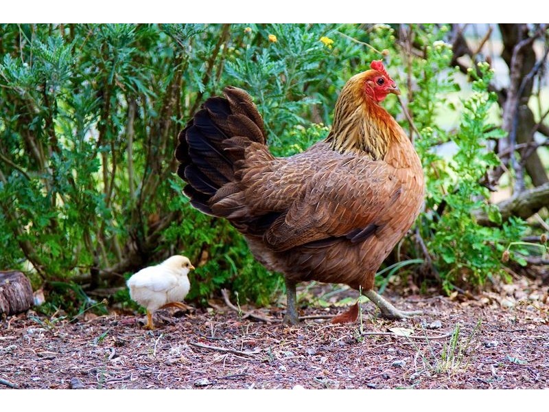 35 Green Valley Road, Bagdad TAS 7030