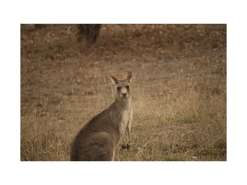 312 Chauncy Vale Road, Bagdad TAS 7030