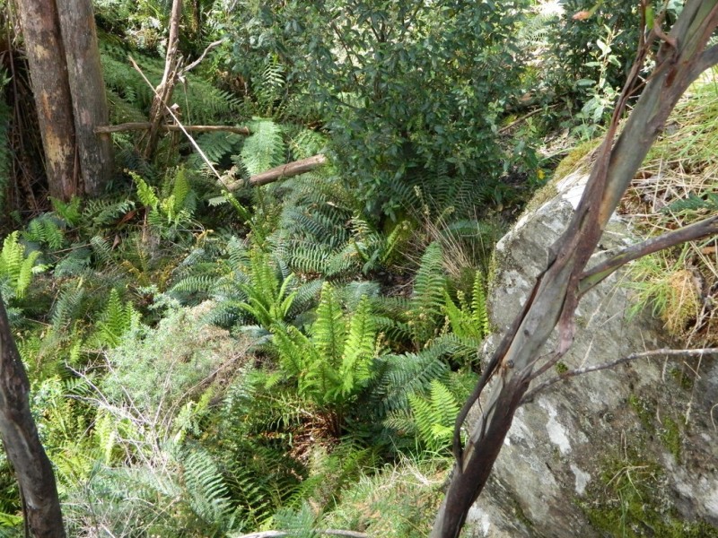 500 Jefferys Track, Lachlan TAS 7140