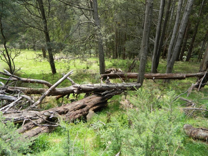 500 Jefferys Track, Lachlan TAS 7140