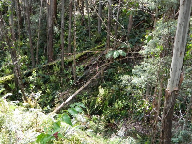 500 Jefferys Track, Lachlan TAS 7140