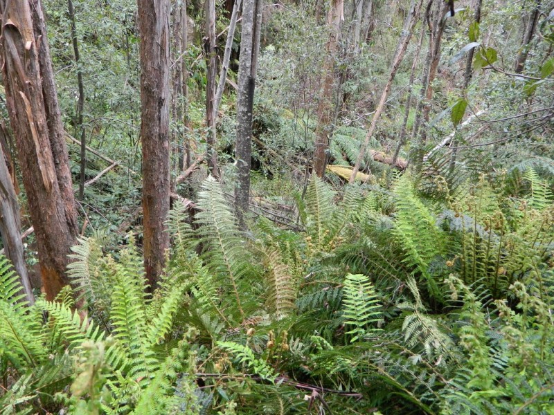 500 Jefferys Track, Lachlan TAS 7140