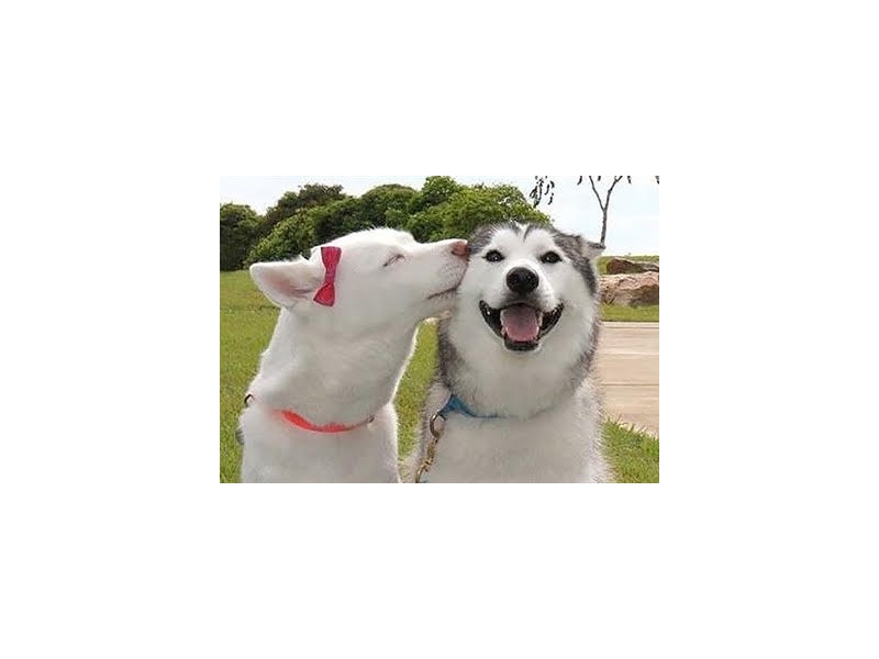 460A Lennard Street, Dianella WA 6059