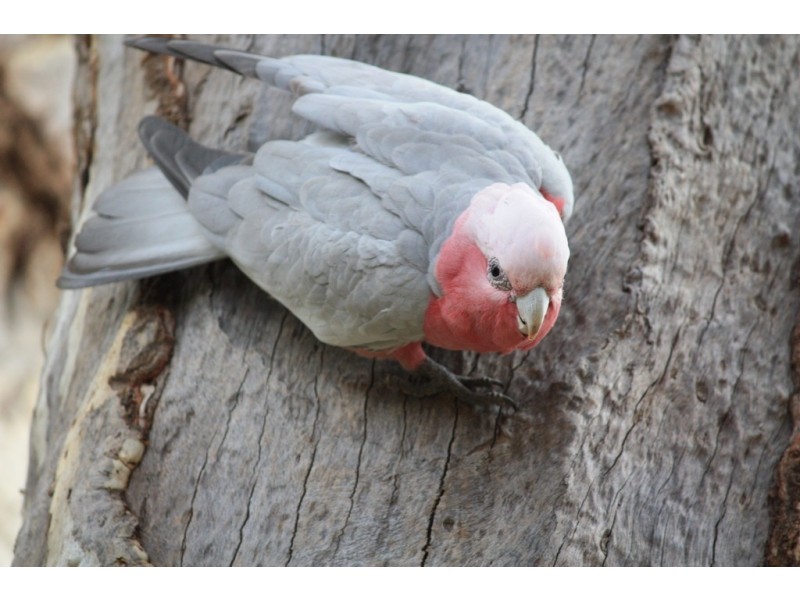 460A Lennard Street, Dianella WA 6059