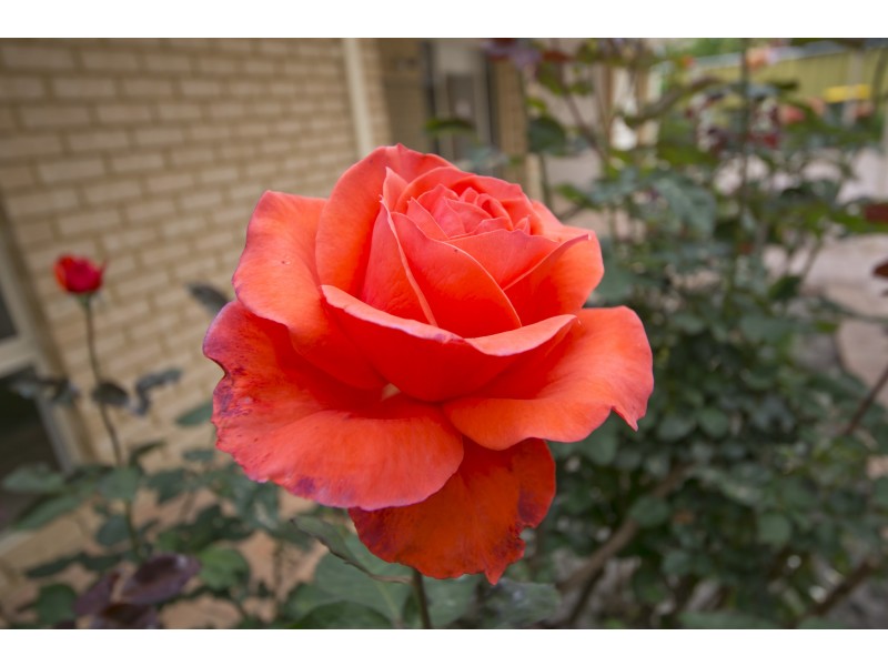 13B Croft Avenue, Dianella WA 6059