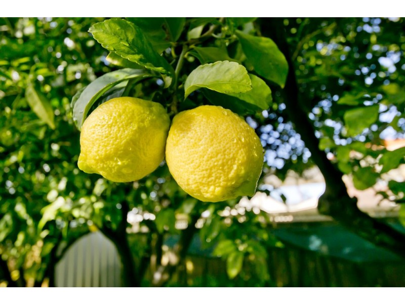 73 Valerie Street, Dianella WA 6059