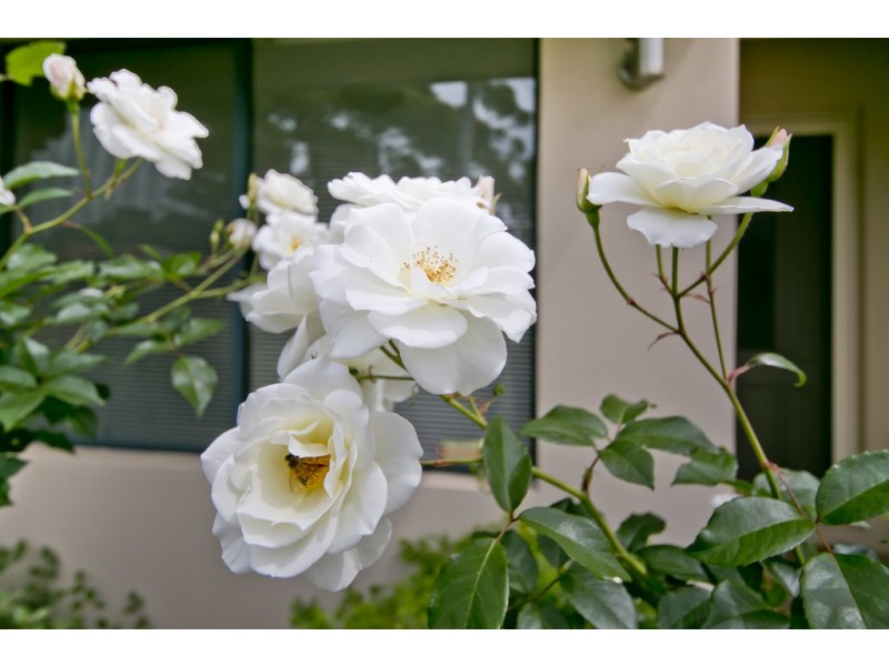 11a Pitt Street, Dianella WA 6059