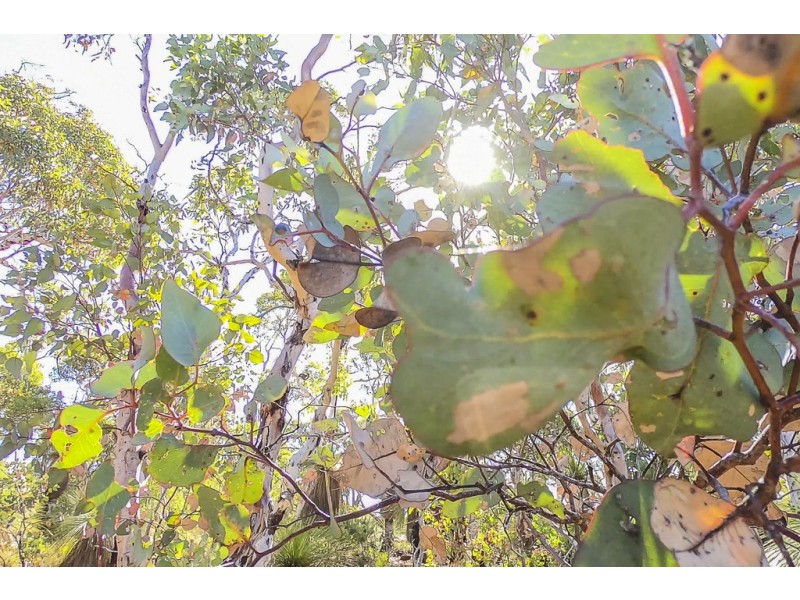 14 The Oaks, Brigadoon WA 6069