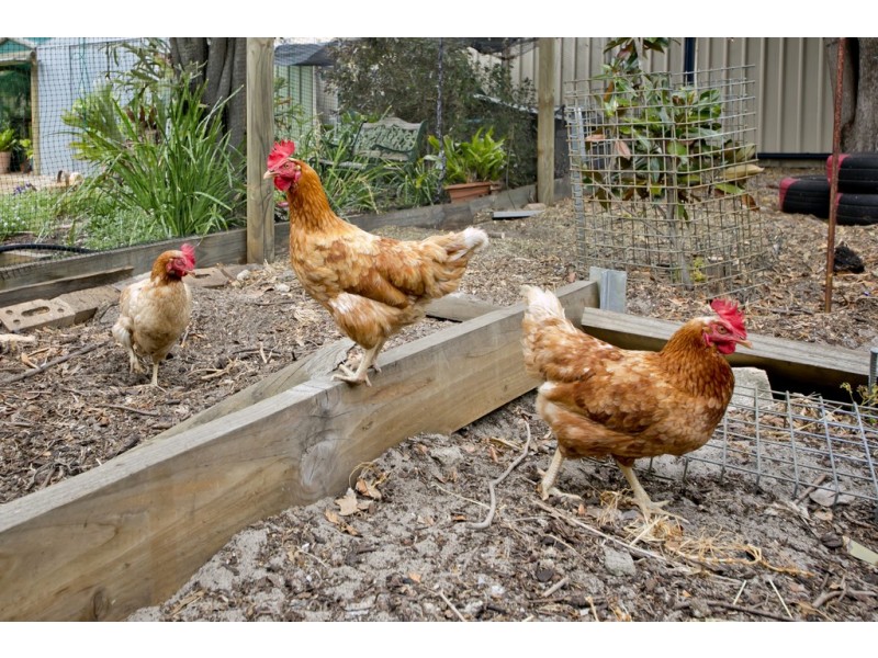 99 Howes Crescent, Dianella WA 6059