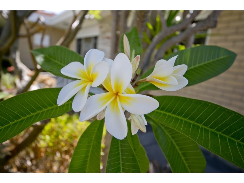 48 Oliver Street, Dianella WA 6059