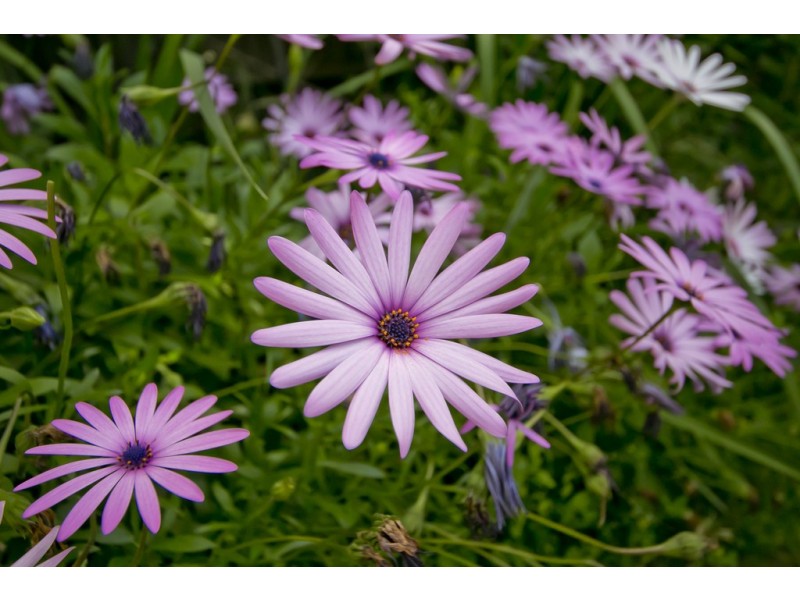 22/87 Glanton Way, Dianella WA 6059