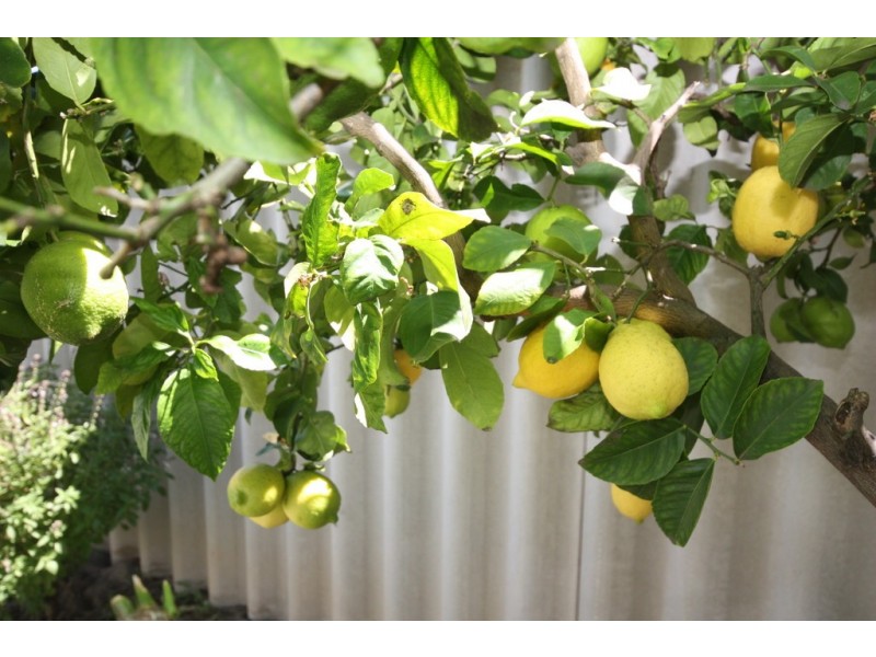 25 Flinders Street, Yokine WA 6060