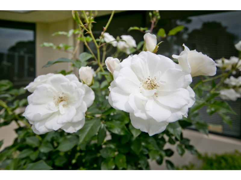 11A Pitt Street, Dianella WA 6059