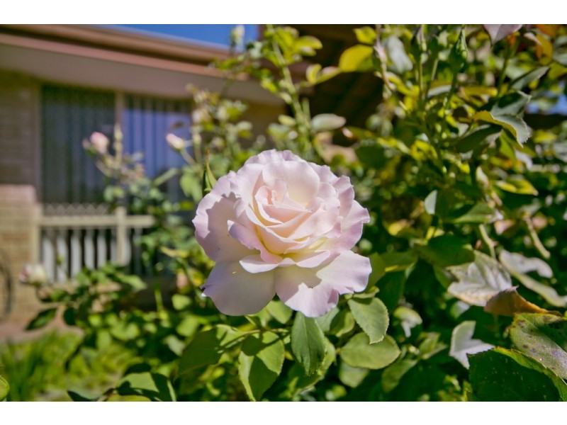 3/8 Valentine Avenue, Dianella WA 6059