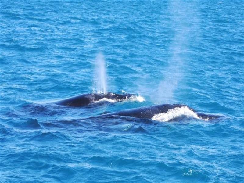 10 Seakist Retreat, Kalbarri WA 6536