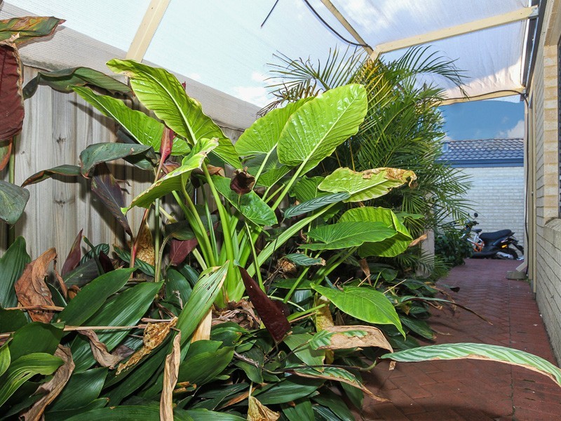 2/12 Stephen St, Queens Park WA 6107