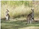 New Beith QLD 4124