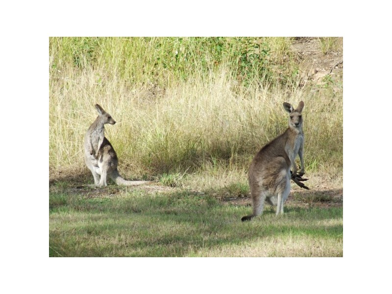 New Beith QLD 4124