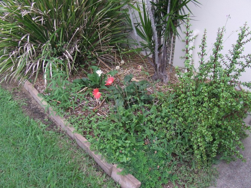 Algester QLD 4115