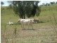 Blenheim QLD 4341