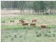Laidley QLD 4341