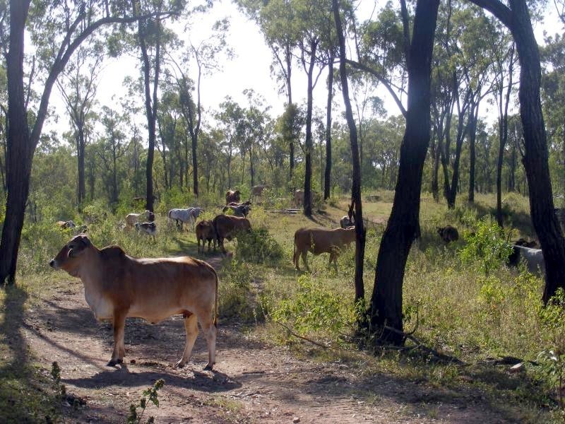 Lowmead QLD 4676