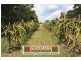 Cedar Grove QLD 4285