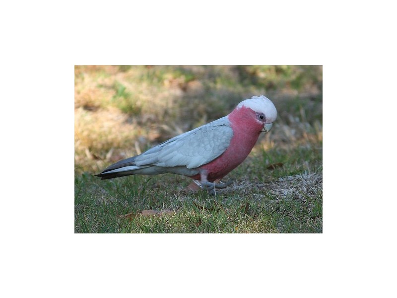 South Maclean QLD 4280