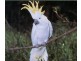 Greenbank QLD 4124