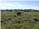 Veresdale QLD 4285