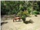 94 Blackbutt Street, Wyoming NSW 2250