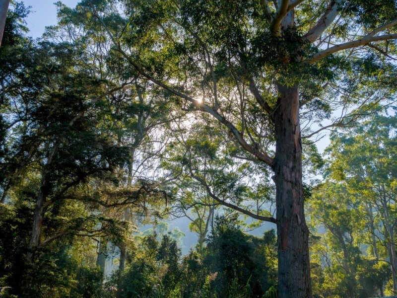 66 Davies Street, Kincumber NSW 2251