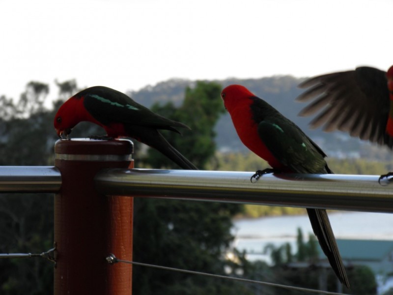 94 Henderson Road, Saratoga NSW 2251