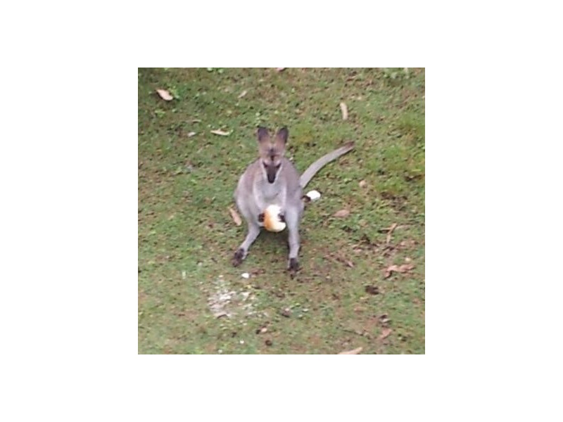 47 Crestridge Crescent, Oxenford QLD 4210