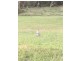 Lot 3 Echidna Cresent, Top Camp QLD 4350